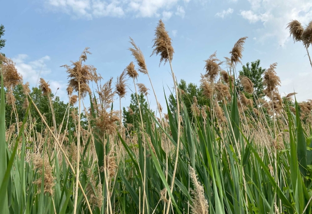 Gavarone Announces Great Lakes Commission Award Grants For Phragmites Mitigation